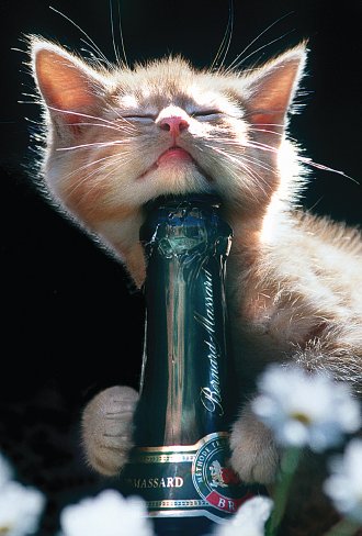 Sveikinimo Atvirukas su Jūsų video sveikinimu (Cards AR)